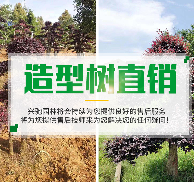 湖南兴驰花卉苗木农民专业合作社_苗木种植|长沙香樟供应|长沙苗木生产|水杉种植